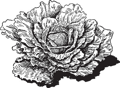 早期扁平荷兰白菜复古插画背景图片