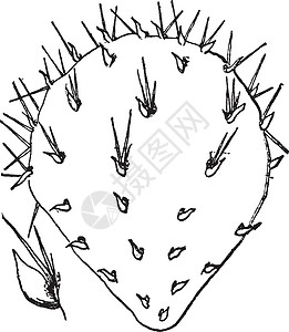 Opuntia 联合古董插图图片