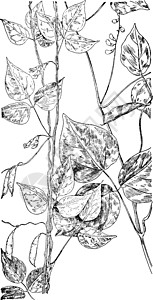 花生芽小菜霍格花生和野豆的古董插图插画