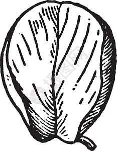 科帕尼常见的扫帚复古插画花萼旗杆标准白色黑色绘画卵形插图艺术雕刻插画