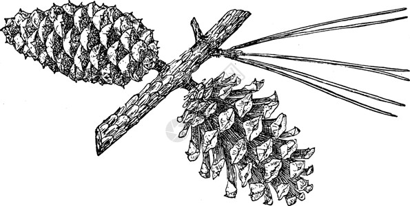 硬叶麒麟短叶松树古董插图的松果锥插画