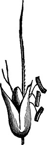 狐尾藻漂浮的狐尾草复古插画白色插图雕刻黑色艺术狐尾绘画树叶插画
