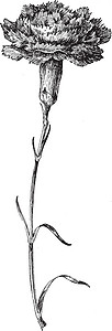 康乃馨古代插图雕刻艺术黑色花店白色绘画背景图片