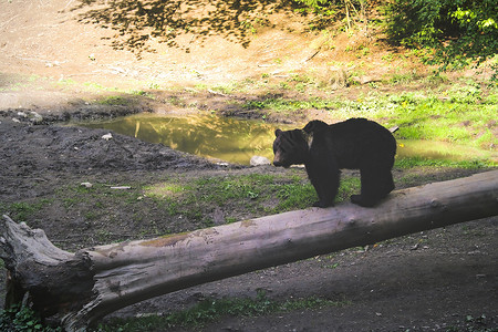 小囧熊钓鱼在阳光明媚的晴天 一只野熊站在森林里一块小空地上的一根圆木上 野生动物背景 选择性焦点背景