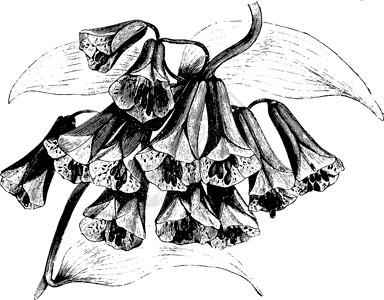 詹杜亚博马地区 爱杜利斯 食用 花朵 漏斗 鲜花年光灯插画
