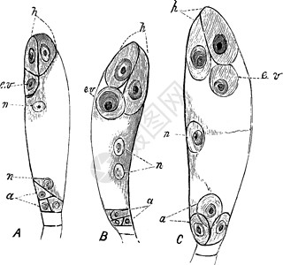 21三体被子植物受精前三阶段胚囊v插画