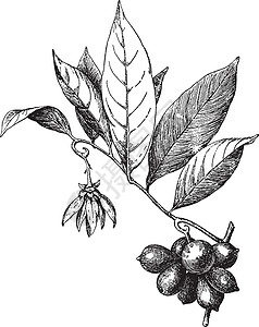 古代植物图解 原生植物背景图片