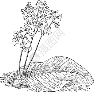 苦苣复古插画艺术雕刻绘画花朵家庭叶子白色植物插图黑色插画