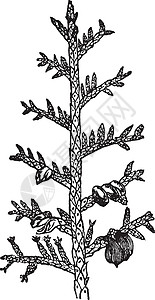 古董插图分支植物雕刻小脑黑色白色蕨类简历艺术绘画背景图片