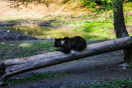 睡觉的小灰熊熊在午餐时躺在小草地的木头上 野兽睡觉野生动物场地公园倾斜危险动物叶子荒野动物园毛皮背景