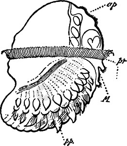 丘姆邦拉帕多利姆丘斯 古典插图插画