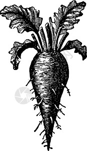萝卜雕刻常见的甜菜古品插图插画