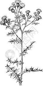 加拿大蓟复古插画雕刻白色绘画树叶艺术植物黑色插图背景图片