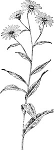 菊科植物粗叶紫苑复古插画插画