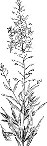 特内里夫卢斯斯特里夫老古董插图植物黄色绘画花瓣家庭艺术绿色黑色雕刻白色插画