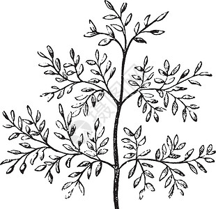 叶复古插画白色黑色雕刻艺术插图树叶绘画背景图片