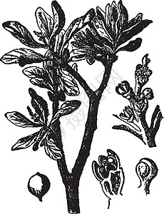 古代插图艺术树叶绘画白色植物黑色雕刻背景图片