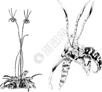 文心兰复古插画的习性和分离花棕色花朵艺术板栗白色植物黑色雕刻黄色插图插画