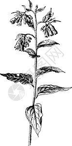 古代插图白色雕刻紫草黑色树叶艺术绘画插画