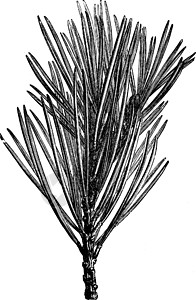 扭蛋机陈年插图的分支扭蛋白色雕刻艺术树叶黑色分支机构绘画松树绿色插画