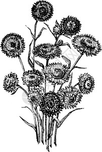 一群海利希姆斯永续的鲜花古代插图背景图片