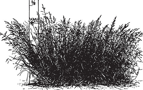 博鳌亚洲论坛成立会址肯塔基州老古董插图插画