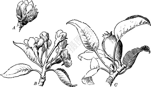 梨水果烧制古典插图插画