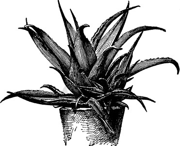 plantAloe古代插图的Pot Plant插画