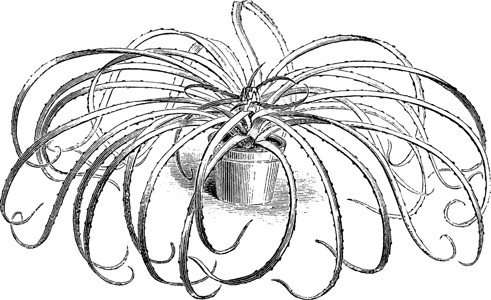 多巴哥复古插画黑色雕刻红色花朵植物白色绘画插图艺术插画