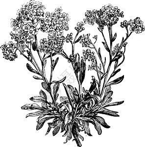 复古插画白色绘画雕刻植物花朵黑色插图岩石树叶麦草高清图片