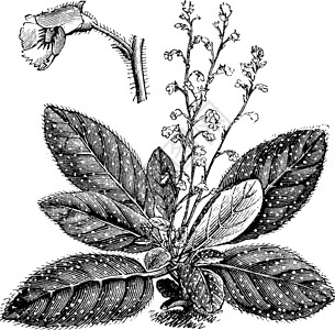 芸苔属植物的哈比特和破旧的单一花朵插画