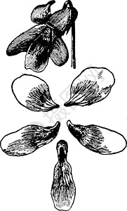 蝶形目草药 香草 植物 帕皮利奥纳切亚 viola Violas 花朵 pee插画