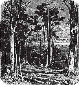 澳大利亚森林 古代图例背景图片