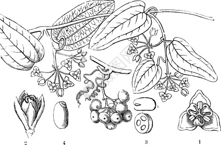 菝葜甜甜 沙萨帕里拉 澳大利亚 花朵 横贯 种子古代插画