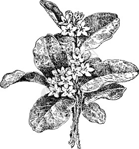 克雷皮斯正在追踪阿布图斯的陈年插图绘画树叶黑色白色杨梅艺术植物雕刻插画