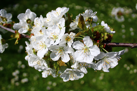樱花树在草原前开花背景图片