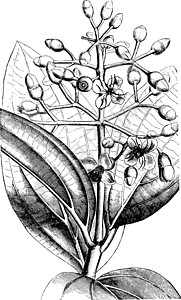 康斯坦博西植物园西伯德的美丁香古代插图插画