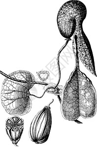 马兜铃酸瓶装荷兰人的管道老古董插图插画