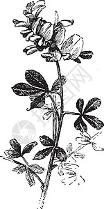 陈年插图传单黑色绘画白色艺术雕刻花朵背景图片