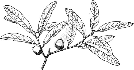 复古插图的分支白色黑色短叶雕刻绘画圆形艺术树叶背景图片
