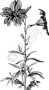 复古插画白色艺术植物漏斗家庭雕刻花冠插图绘画黑色背景图片