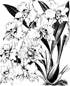 古典插图兰花艺术雕刻黑色黄色白色绘画生长萼片花瓣背景图片