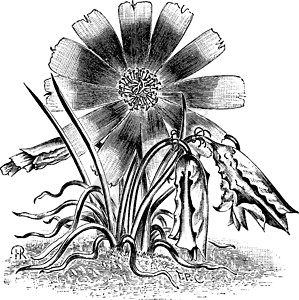复古插画绘画艺术雕刻插图黑色薰衣草花瓣植物长方形白色背景图片