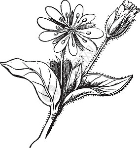 Decandrous 花 花瓣 雄蕊 植物 荆棘 分支文塔背景图片