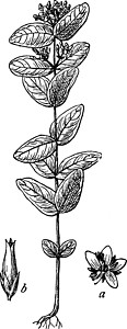 约翰斯的遗迹插图树叶白色种子胶囊艺术绘画麦汁雕刻黑色插画