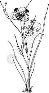 索兰代布奇费拉 植物 叶叶 兰索拉特 花瓣古董插图插画
