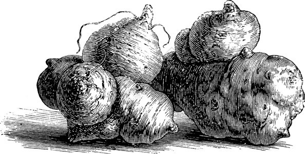 菊芋复古插画插图艺术绘画块茎白色蔬菜黑色雕刻植物背景图片