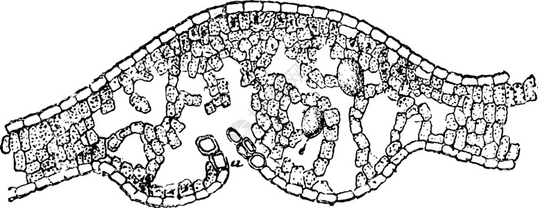 瓦鲁比利斯由用叶片古代插图制作插画