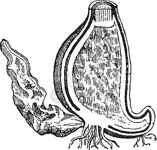 秋水仙复古插画催吐种子插图雕刻行动绘画红花痛风泻药白色插画