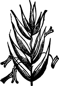多年生黑麦草复古插画绘画白色雕刻黑色艺术插图插画